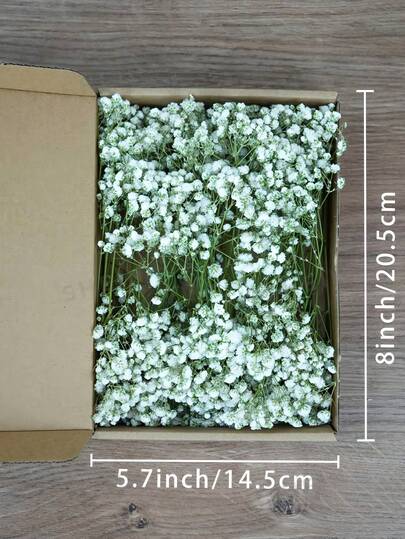 1 Box natürlich konservierte Schleierkraut Blumen - elegantes, unvergängliches Schleierkraut, geeignet für Zuhause, Büro, Hochzeit, Weihnachten, Halloween Party, Basteln, wartungsfrei, geeignet für Personen ab 14 Jahren