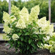 50 piezas de semillas de hortensias de color mezclado para plantar flores, plantas de arbusto, semillas heredámenas no transgénicas, planta de flores perenne para bodas en jardín al aire libre - 55 piezas/Semillas mixtas - Ver 2