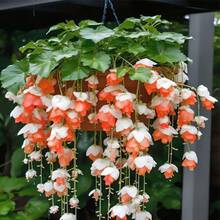 300+ Semillas de Flores de Hosta de Manzano Colgante para Plantar - Plantas Trepadoras Fáciles de Cultivar, Plantación de Temporada, Siembra, Flores de Interior y Exterior, Perfectas para Regalos - 300 - Ver 3