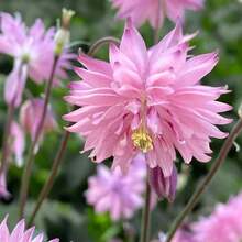 110 piezas/Mezcla de semillas de Aquilegia de doble pétalo, semillas de flores decorativas para jardín en maceta de balcón, plantas de floración - 110 piezas/semillas mixtas - Ver 2