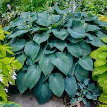 Consigue todas las semillas de la colección Hosta para plantar en casa, 100 semillas - Variante 1 - Ver 5
