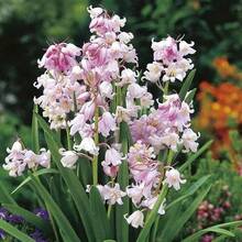 110 piezas/semillas mixtas de campanilla azul, lirio gota de nieve, floración perenne en el mismo año, en maceta en el balcón del jardín, plantas fáciles de alimentar - 110 piezas/semillas mixtas - Ver 2