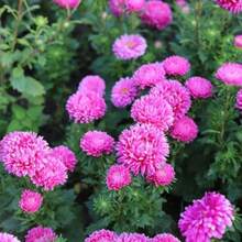 124 piezas de semillas de flores violetas - flores rosadas para plantar - ideales para jardines, macizos de flores, decoraciones de jardín y decoraciones para el hogar - 124 - Ver 3