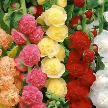 150 semillas de malva plantación paquete flor ornamental fácil cultivo hermosa variedad colores vivos germinación alta adecuada para jardín exterior interiores decoración casa oficina regalo aficionados jardinería - 150 piezas - Ver 5