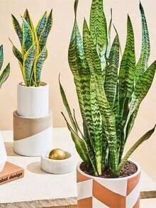 1 قطعة نبات صناعي أفعى 45 سم، نبات سانسيفيريا صناعي مزروع في أصيص للديكور الداخلي والخارجي، المنزل والمكتب، 3 أوراق (بدون وعاء)، هدية عيد الحب، هدايا عيد الميلاد والتخرج، ديكور المنزل، عودة إلى المدرسة، لوازم المدرسة