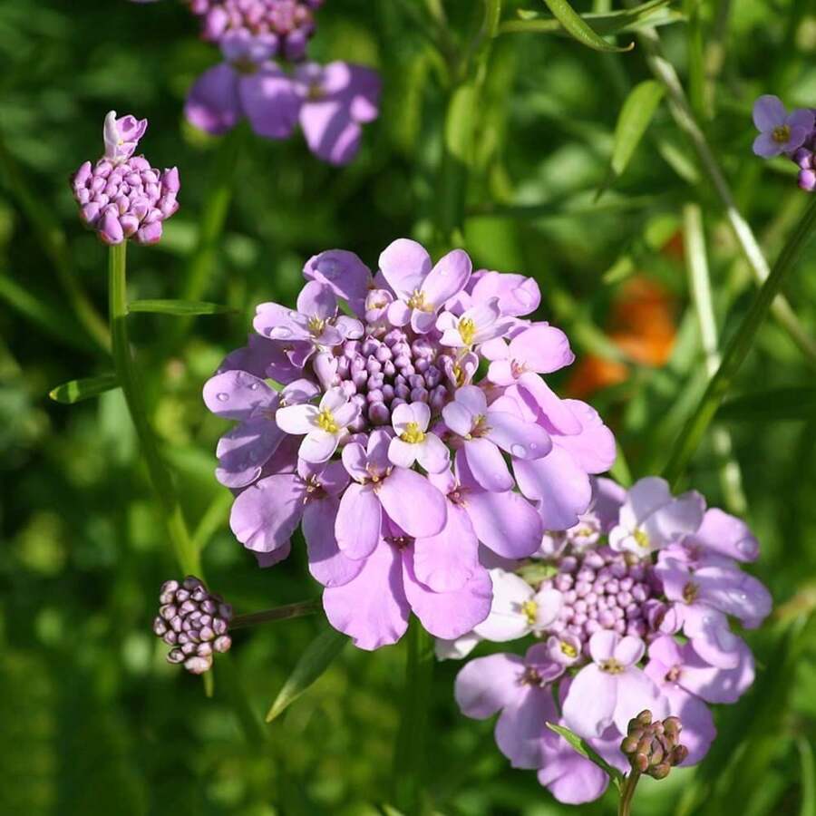 166 Piezas de Semillas de Cress Heritage Candy (Iberis) - Perenne no transgénica con flores blancas y moradas brillantes, adecuada para polinizadores y resistente a la sequía, alta tasa de germinación, adecuada para cultivar en jardines y patios - 166 - Ver 1