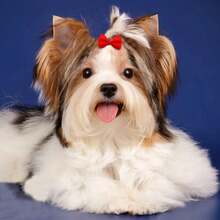 10/15/20/50PCS Puppy Bows With Rubber Bands Handmade Solid Color Pet Dog Bows Hair Accessories For Dogs Cute Cat Bowknots Pet Supplies