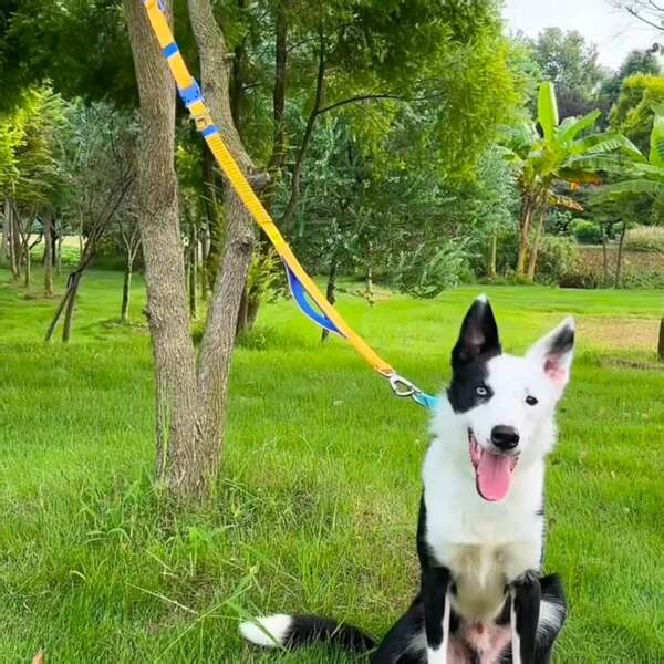 Correa para perro multifuncional elástica y amortiguadora para razas Galgo y Whippet, a prueba de explosiones, con contraste de colores amarillo y azul