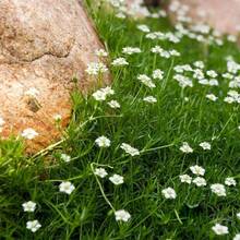 289 piezas de semillas, semillas de algas perennes, semillas de flores, plantas que ya tienen pseudorígenes y diferenciación similar a tallos y hojas - 289 piezas - Ver 2