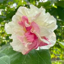 166 piezas de semillas de kapok de alta calidad simbolizan la pureza y la aristocracia, flores gigantes, flores de primavera eterna, largo período de floración, buena polinización - 166 piezas - Ver 3