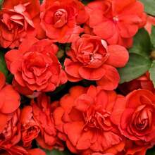 156 piezas de semillas de fénix de doble flor, semillas de camelia híbrida de un solo año, contenedor de borde de doble flor para exteriores - 156 - Ver 1