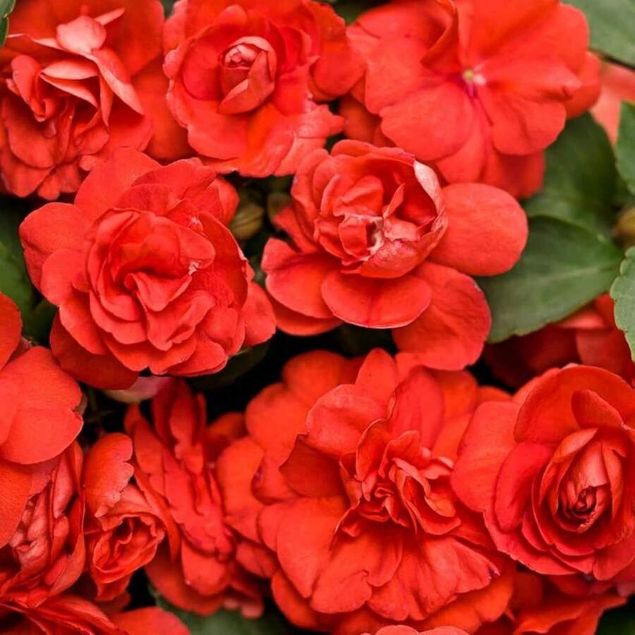 156 piezas de semillas de fénix de doble flor, semillas de camelia híbrida de un solo año, contenedor de borde de doble flor para exteriores - 156 - Ver 1