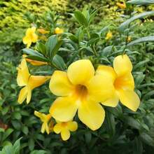 142 piezas de semillas de campanilla - adecuadas para plantar al aire libre - hermosas flores y frutos - perfectas para jardines y patios - semillas de alta calidad - 142 - Ver 3