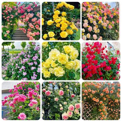 300 Semillas de Rosa Trepadora para Plantar - Hermosas Flores Ornamentales de Rosa Trepadora para Exteriores, Arbustos de Rosa, Enredaderas, Flores Largas Trepadoras