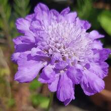 219 piezas de semillas de crisantemo de hierba de viento, adecuadas para jardinería en casa, plantas de decoración de jardín, semillas de flores - 219 piezas - Ver 3