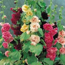 150 semillas de malva plantación paquete flor ornamental fácil cultivo hermosa variedad colores vivos germinación alta adecuada para jardín exterior interiores decoración casa oficina regalo aficionados jardinería - 150 piezas - Ver 8