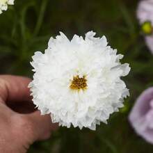 Semillas flor doble estrella mix 243 piezas no transgénicas jardinería hogar exterior decoración natural resistente fácil cultivar variedad colores vivos ambiente ecológico - 243 - Ver 4