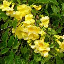 142 piezas de semillas de campanilla - adecuadas para plantar al aire libre - hermosas flores y frutos - perfectas para jardines y patios - semillas de alta calidad - 142 - Ver 2