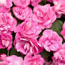 156 piezas de semillas de fénix de doble flor, semillas de camelia híbrida de un solo año, contenedor de borde de doble flor para exteriores - 156 - Ver 2