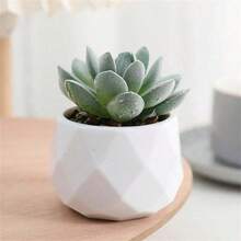 1 Stück Künstliche Flockige Sukkulente mit Diamantmuster/Kleiner weißer Topfpflanze, künstliche Blumendekoration, Gefälschte Topfpflanze, lebensechte grüne Pflanze, geeignet für Zimmer, Wohnzimmer, Teetisch, Schreibtisch, Geschenk, Weihnachten