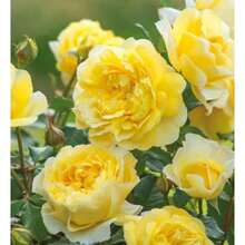 142 piezas de semillas de rosa arbusto barco amarillo, plantadas en casa - 142 - Ver 2