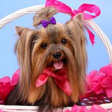 10/15/20/50PCS Puppy Bows With Rubber Bands Handmade Solid Color Pet Dog Bows Hair Accessories For Dogs Cute Cat Bowknots Pet Supplies