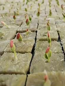 50/100/200 块岩棉块水培种植套件，无土植物发芽系统，非常适合农业生长，无需施肥，透气保湿植物启动块，圣诞节