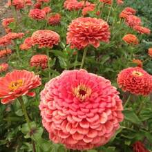 Semillas de Flor de Coral de Belleza Zinnia - 50 semillas/paquete - Ver 1