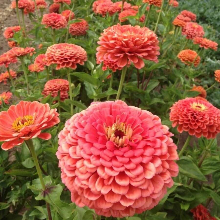 Semillas de Flor de Coral de Belleza Zinnia - 50 semillas/paquete - Ver 1