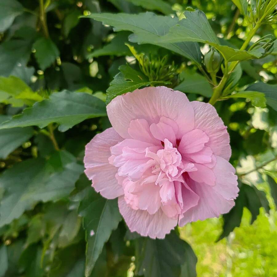 127 piezas de semillas mixtas de maní, utilizadas para plantar flores de plantas de maní. A la familia le encanta profundamente y es una gran flor cálida. - 127 - Ver 1