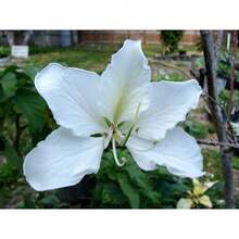 142 piezas de semillas de árbol de orquídea blanca (Bauhinia acuminata) - perfectas para jardines y decoración de interiores - 142 - Ver 1