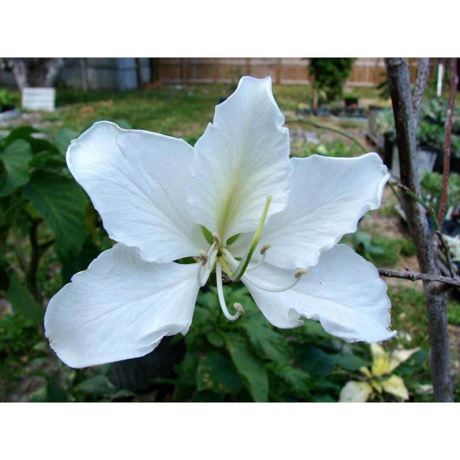 142 piezas de semillas de árbol de orquídea blanca (Bauhinia acuminata) - perfectas para jardines y decoración de interiores - 142 - Ver 1