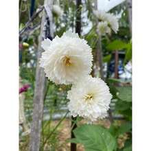 Semillas flor doble estrella mix 243 piezas no transgénicas jardinería hogar exterior decoración natural resistente fácil cultivar variedad colores vivos ambiente ecológico - 243 - Ver 3