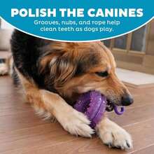 Outward Hound Mini Dentachew Dental Dog Chew Toy - 3 Pack - Great Size For Small Dogs And Puppies - ColorB - 查看 4