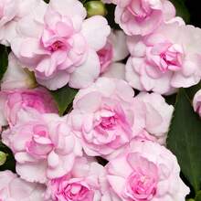 156 piezas de semillas de fénix de doble flor, semillas de camelia híbrida de un solo año, contenedor de borde de doble flor para exteriores - 156 - Ver 7