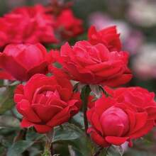 100 Semillas de Rosa Roja - Hermosas Semillas de Flores para Jardines Caseros y Plantas en Macetas - Semillas de Plantas Premium - 100 piezas - Ver 5