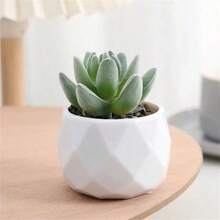 1 Stück Künstliche Flockige Sukkulente mit Diamantmuster/Kleiner weißer Topfpflanze, künstliche Blumendekoration, Gefälschte Topfpflanze, lebensechte grüne Pflanze, geeignet für Zimmer, Wohnzimmer, Teetisch, Schreibtisch, Geschenk, Weihnachten