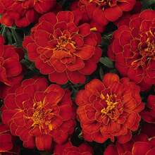 173 piezas de semillas de fresia roja, no transgénicas, polinizadas naturalmente, adecuadas para jardinería de flores, jardinería en casa y granja - 173 - Ver 2