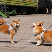 Reflective Dog Harness For Small Medium Dogs, Adjustable No-Pull Pet Vest Harness With Comfort Padded, Easy-To-Wear Design, Ideal For French Bulldogs And Daily Walking