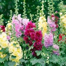 150 semillas de malva plantación paquete flor ornamental fácil cultivo hermosa variedad colores vivos germinación alta adecuada para jardín exterior interiores decoración casa oficina regalo aficionados jardinería - 150 piezas - Ver 9