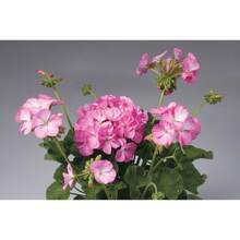 201 piezas de semillas de flor de dianthus bicolor rosa Apache - 201 - Ver 4