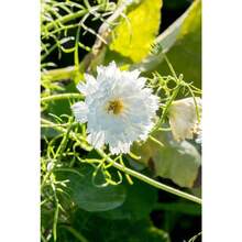 Semillas flor doble estrella mix 243 piezas no transgénicas jardinería hogar exterior decoración natural resistente fácil cultivar variedad colores vivos ambiente ecológico - 243 - Ver 2
