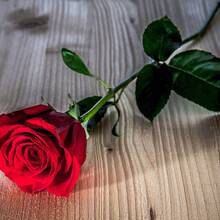 100 Semillas de Rosa Roja - Hermosas Semillas de Flores para Jardines Caseros y Plantas en Macetas - Semillas de Plantas Premium - 100 piezas - Ver 1