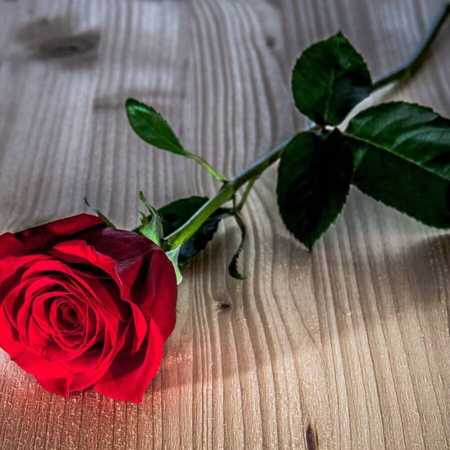 100 Semillas de Rosa Roja - Hermosas Semillas de Flores para Jardines Caseros y Plantas en Macetas - Semillas de Plantas Premium - 100 piezas - Ver 1