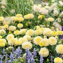 142 piezas de semillas de girasol hermosas flores, no transgénicas, decorativas y fáciles para plantar en jardín, ideal para macetas, exteriores, jardín ecológico y arreglos florales, resistentes y vistosas - 142 - Ver 2