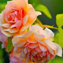Semillas de flores ideales para jardinería interior, mezcla fácil de cultivar para decorar tu hogar, plantas ornamentales, excelente para balcones, ventanas y macetas, flores duraderas todo el año, bolsa de inicio para amantes de la botánica, opción ecológica y saludable, regalo para jardineros principiantes - 100 semillas/paquete - Ver 3