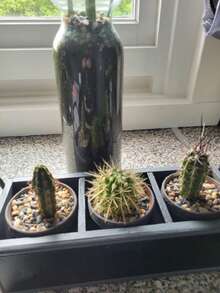 0.44/1.76lb Natural Decorative Rock - Mixed Color Pebble, Suitable For Aquarium, Garden, And Indoor/Outdoor Decorative Stone Crushed Stone, Suitable For Fish Tank Bottom Sand, Vase And Flower Pot Filling, Aquatic Plants, Micro Landscape, Mini Garden Natural Stone Mixture, Perfect For Halloween, Christmas, New Year, Wedding Anniversary,