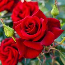 100 Semillas de Rosa Roja - Hermosas Semillas de Flores para Jardines Caseros y Plantas en Macetas - Semillas de Plantas Premium - 100 piezas - Ver 2