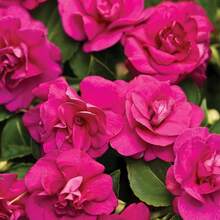156 piezas de semillas de fénix de doble flor, semillas de camelia híbrida de un solo año, contenedor de borde de doble flor para exteriores - 156 - Ver 4