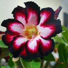 Semillas de Rosa del Desierto - Semillas de Flores Tropicales Multicolores, Versátiles y Impresionantes para Jardinería Interior y Exterior - 100 - Ver 1